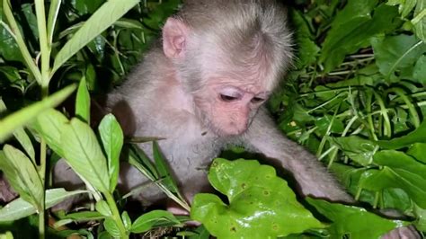 Poorest <b>baby</b> tiny <b>monkey</b> <b>abandoned</b> he try follow big <b>monkey</b> and talking with Mr. . Abandoned baby monkeys